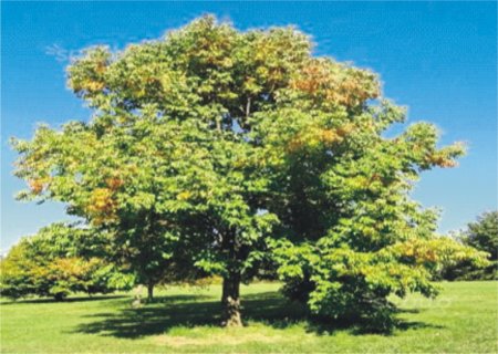 Göyrüş  ağacı