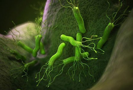 Ən hiyləgər bakteriya haqqında 10 FAKT. Xərçəngə də səbəb olur!