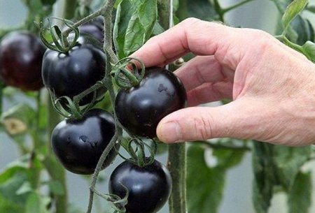 Qara pomidor - Qeyri-adi tərəvəzin inanılmaz faydaları