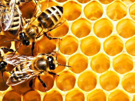 Allergik xəstəliklərdən sağalmaq üçün arı pətəyi havası ilə NƏFƏS ALIN