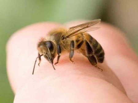 Arılar haqqında bilmədiyiniz 20 məlumat