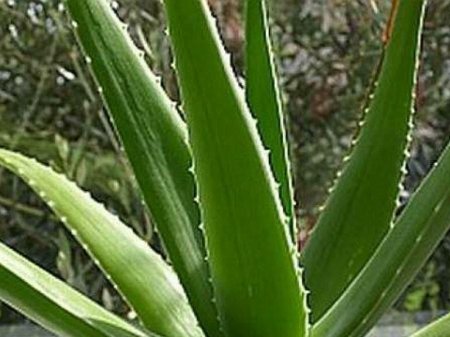 Aloe bitkisinin 50-dən çox xəstəlikləri müalicə etdiyini bilirdinizmi?