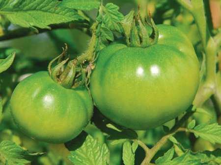 Yaşıl pomidorun varikoz xəstəliyinə faydalı olduğunu bilirdinizmi?