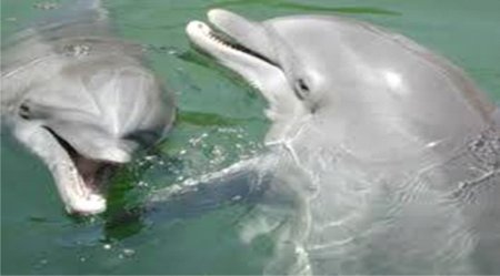 Gəmilər delfinləri görən zaman sürətini azaldar