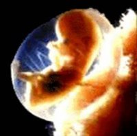 Bütün insanların embrional dövrünün 6 həftəsinə qədər qadın cinsində olduğunu bilirsinizmi?