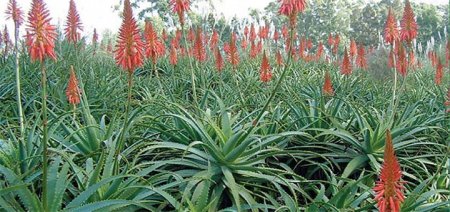 Aloe vera bitkisinin müalicəvi və faydalı xüsusiyyətləri