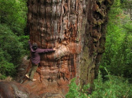 Dünyanın 5484 illik ən yaşlı ağacı - FOTO