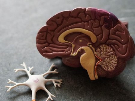 İnsan və meymununun hibrid beyni yaradıldı